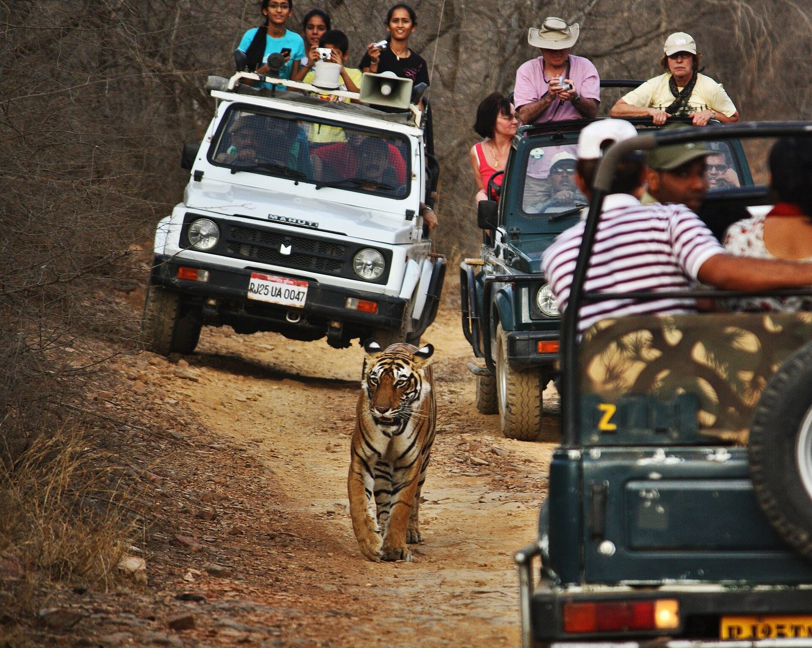 Tiger walking past open Gypsy safari jeeps on a jungle safari in Ranthambore National Park