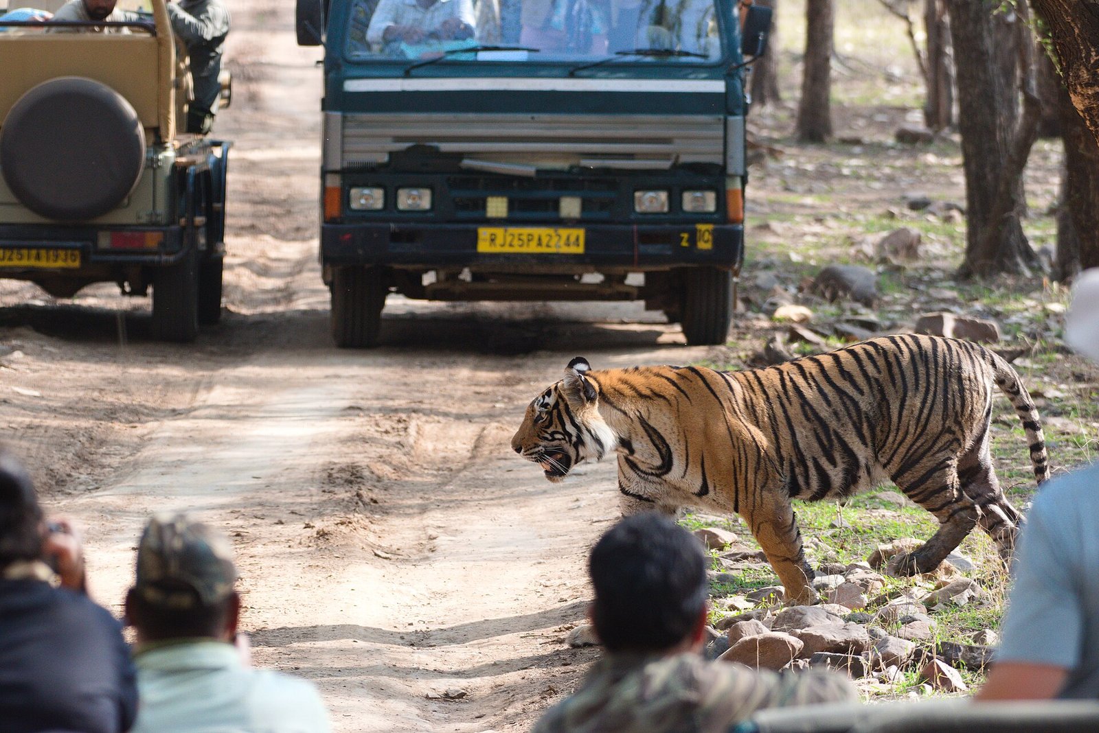 Tourists on a jungle safari watching a tiger in Ranthambore
